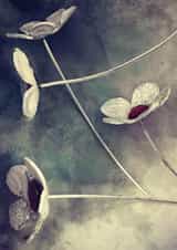 Daisy Conceptual Card 29885 created by Herbert and Wilks