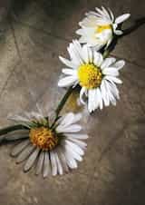 DaisyChain Flowers Card 29888 created by Herbert and Wilks