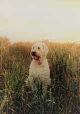 dog animal Photography Card 8033 created by Sally Terrett