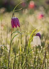 flower wild Photography Card 1070 created by Damian Ward