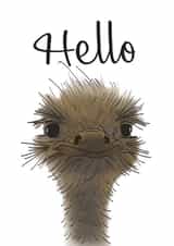 Funny Emu Card 32221 created by Mayfield Valley