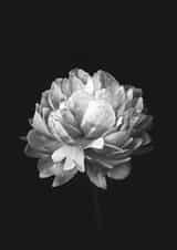 flower gift Card 32915 created by INSPIRE