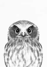 owl animal Card 32919 created by INSPIRE