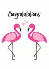 Pink flamingos - congratulations design created by Chameleon and Co