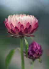 pink flower Photography Card 11005 created by Naughty Nature