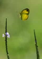 fly flying Card 22329 created by Raviprakash SS