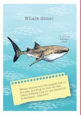 whlae shark Card 34375 created by Ceri Thomas