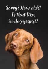 Cute Birthday Card - Dog - Sorry? How Old?! created by Jon Hall Design