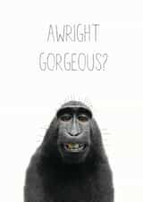 awright gorgeous Love & Friendship Card 14510 created by Chocolate Frog