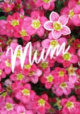 mum mother Card 26552 created by Judy Bainbridge