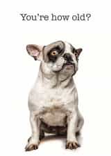 youre how Birthday Card 38665 created by GRUFFPAWTRAITS