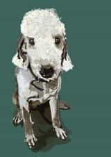 poodle pet Birthday Card 16837 created by Higgledy Pets