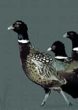 Friendship birthday Card 25886 created by Periodic Society