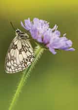 Card 22373 created by Damian Ward