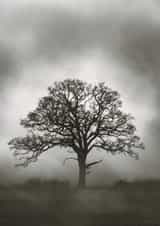 Miss you Isolation Card 31990 created by Duncan Buchanan