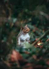 squirrel woodland Just because Card 1086 created by Lorna Ellen Photos