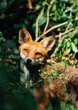 wildlife fox Photography Card 1088 created by Lorna Ellen Photos