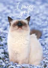 cat miss Card 23490 created by Alina Shevelina