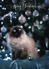 Christmas created by Alina Shevelina