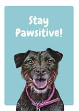 stay positive Just because Card 20647 created by Studio Woof
