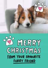 Personalised Christmas Photo Card created by Angela Chick - Cute Christmas Card - Furry Friend - From The Cat - From The Dog