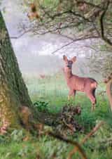 Card 23759 created by Roger Voller