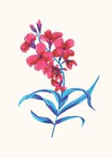 flower flowers Card 24328 created by Amanda Schrembeck