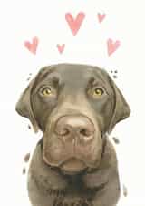 Chocolate Labrador Labrador  Just because Card 21227 created by Robert James Hull