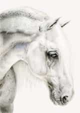 horse animal Thinking of you Card 1517 created by DECKLED EDGE LTD