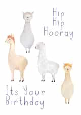 llamas alpacas Birthday Card 48074 created by Shire Studios
