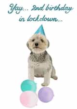 terrier puppy Birthday Card 48180 created by AmyJanePortraits