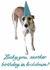 sarcastic dog Birthday Card 48181 created by AmyJanePortraits