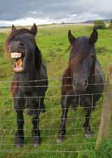 Goose at the Gate, the laughing pony! created by Phil The Fell