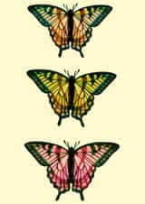 Tri-Butterfly Card created by Jenny Peach