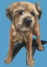 Border Terrier Card 1001 created by Higgledy Pets