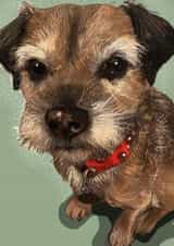 Border Terrier card 1000 created by Higgledy Pets