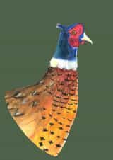 Regal Pheasant created by Rachel Croker