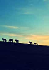 Sunset on the Fell Ponies created by Phil The Fell