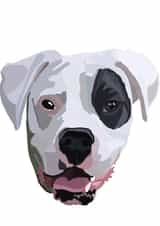 Happy Birthday boxer dog card created by Nelly Noos