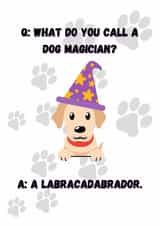 Dog magicians. Who knew they could be so funny? created by OMGitsDan
