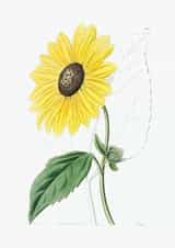 Sunflower Any Occasion Card created by eo design & photo