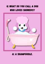 Poodles and showers. A match made in dog joke heaven! created by OMGitsDan