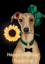 Italian Greyhound Birthday Card created by ProPawtraits