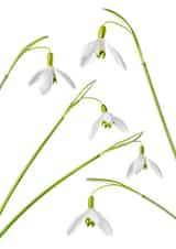 Beautiful Snowdrops created by Alex Hyde