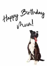 Staffy Dog Birthday Card for Mum created by Samantha Hart