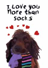 Cute Spaniel Anniversary Card / Valentines Day Card - I Love You More Than Socks created by Yamaste Art