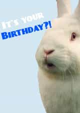 Funny bunny birthday card created by Toby