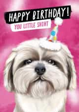 Cheeky Birthday Card for Loved Ones - Shih Tzu - You Little Shiht created by @thats.canny