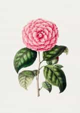 All Occasions Camelia Card created by eo design & photo