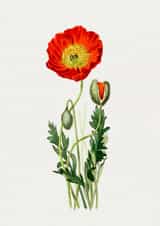 Red Poppy Remembrance Card created by eo design & photo